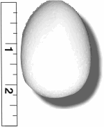 High Density Smoothfoam 1 3/4" Diam. x 2 1/2" H  Chick Egg - 12 pack